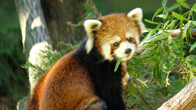 Vignette du programme télé Le zoo du Bronx - Saison 2