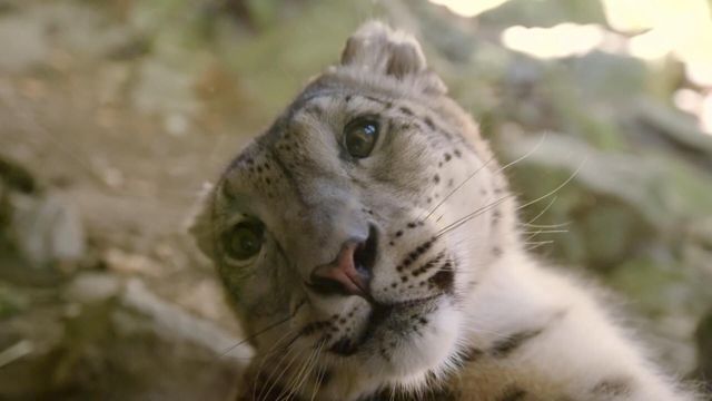 Vignette du programme télé Le zoo du Bronx - Saison 1