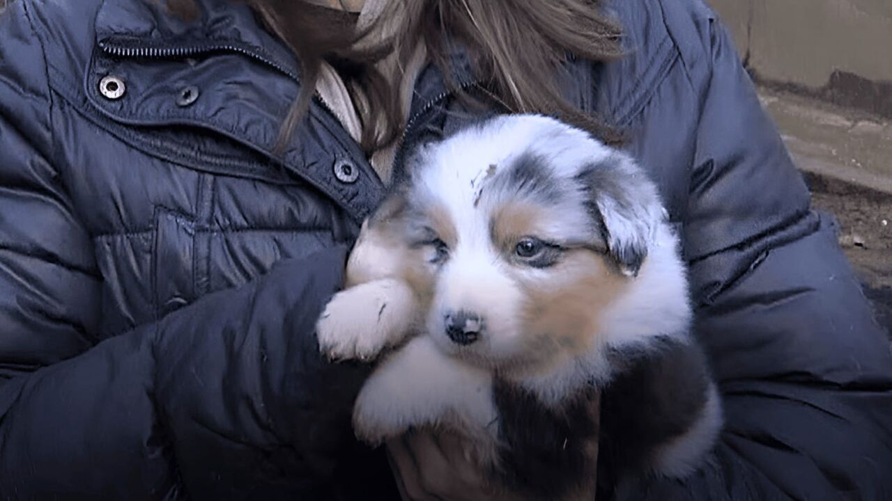 Vignette du programme télé Chiots & chatons, 3 mois pour devenir grand