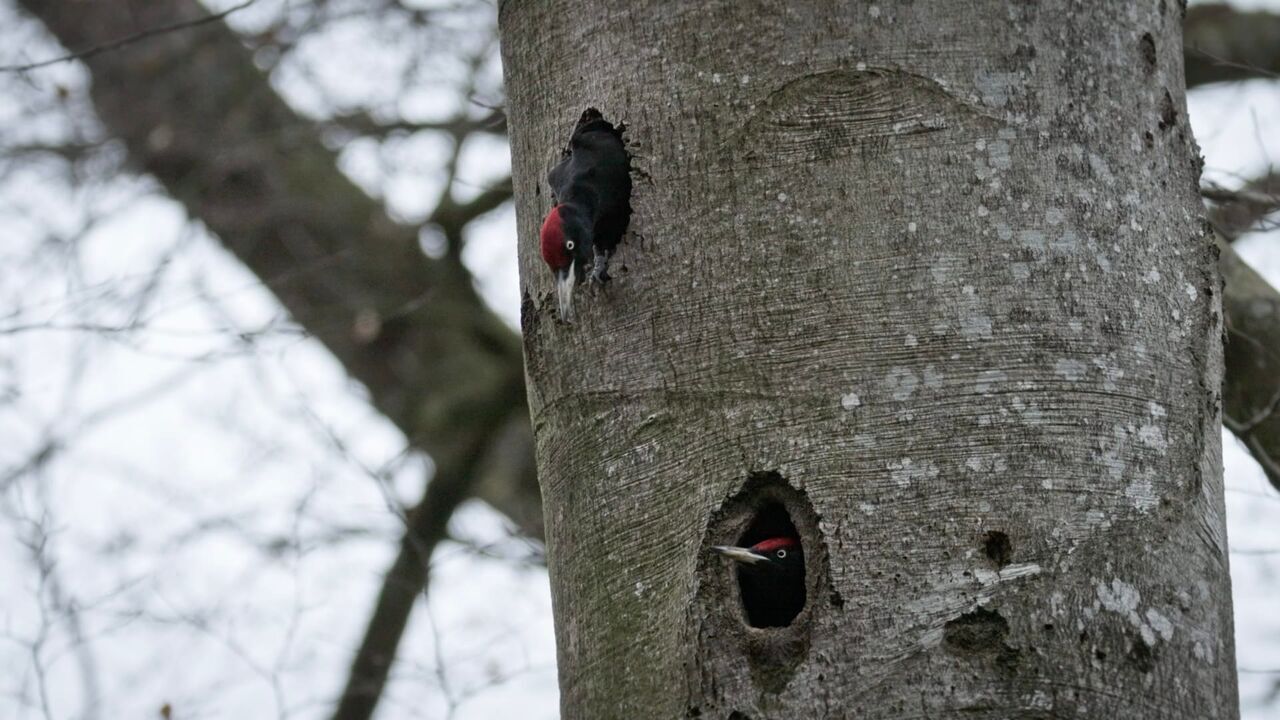 Vignette du programme télé Dr Pic Noir : urgences des bois