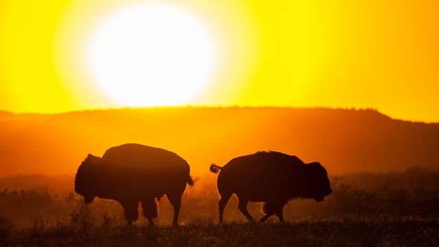 Vignette du programme télé Texas - Saison 1