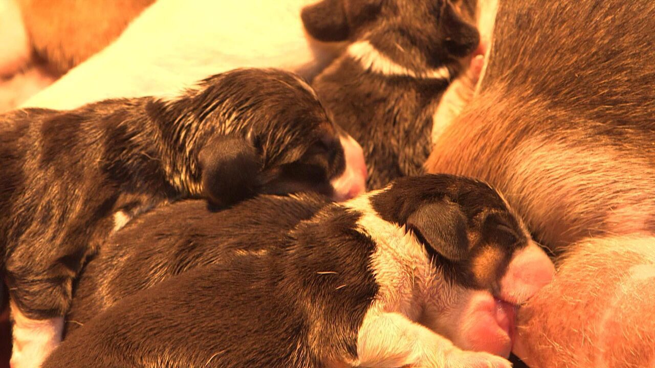 Vignette du programme télé Chiots & chatons, 3 mois pour devenir grand