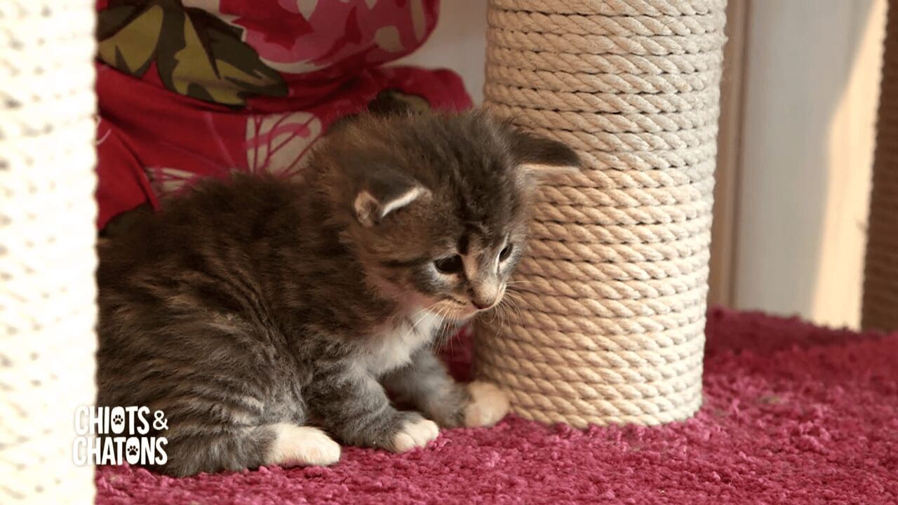 Vignette du programme télé Chiots & chatons, 3 mois pour devenir grand