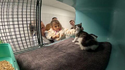 Vignette du programme télé Animaux à adopter : nouvelle famille pour une nouvelle vie