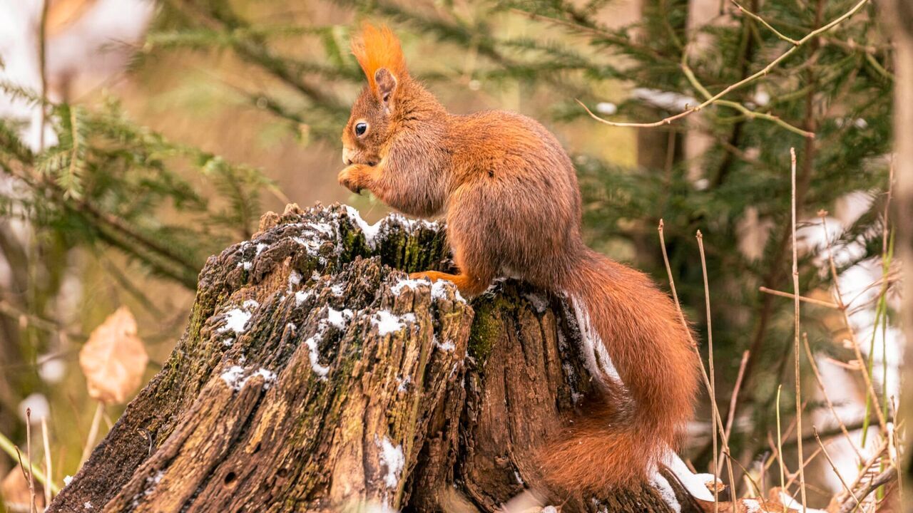 Vignette du programme télé Voyage au coeur de nos forêts