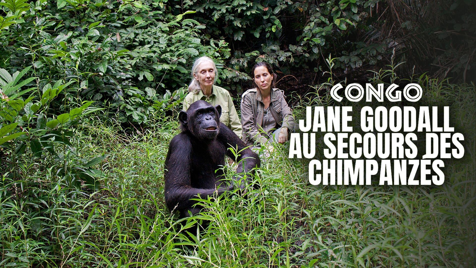 Vignette du programme télé Jane Goodall au secours des chimpanzés du Congo