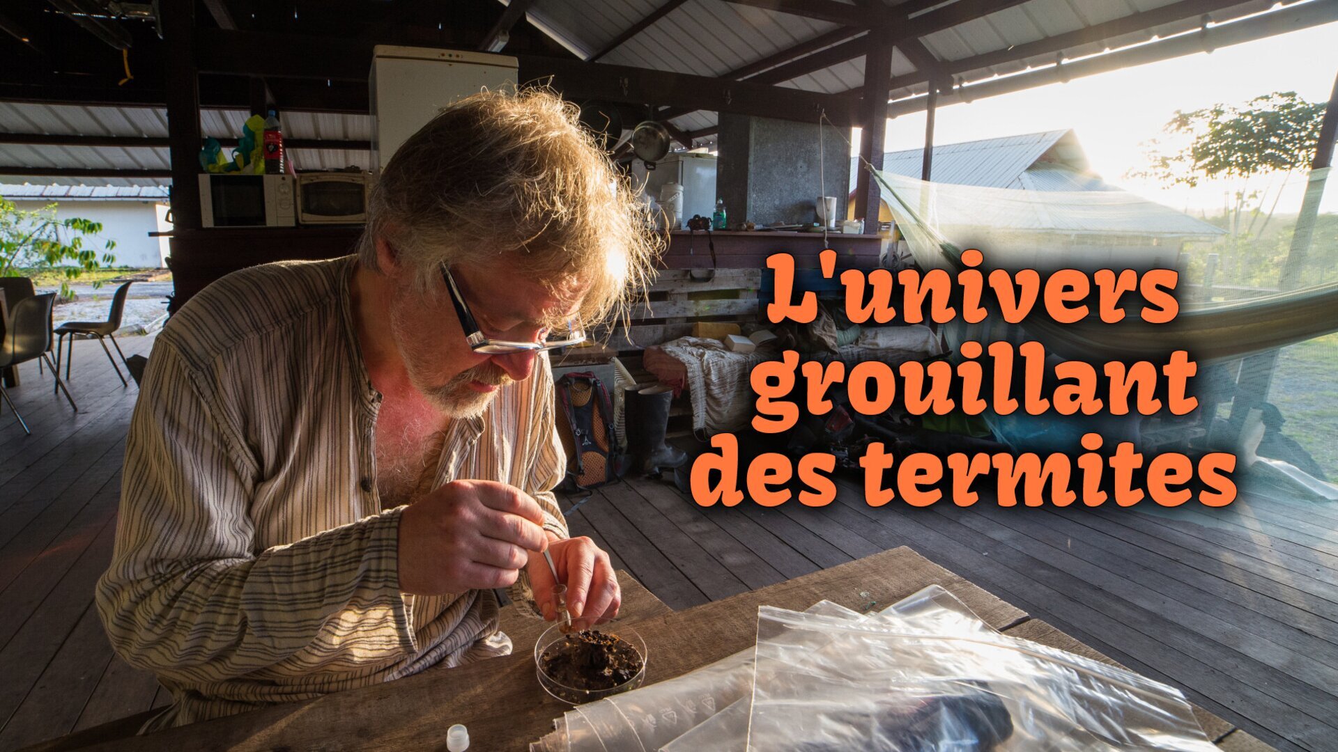Vignette du programme télé L'univers grouillant des termites