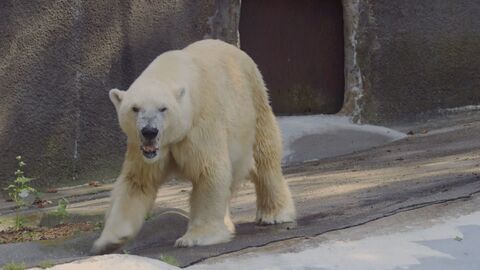 Vignette du programme télé Le zoo du Bronx