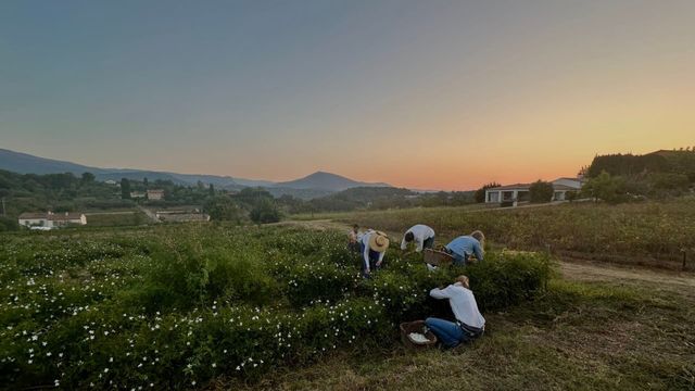 Vignette du programme télé Fleurs à parfum, retour en Grasse
