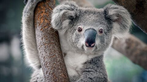 Vignette du programme télé La magie de l'Australie