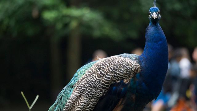 Vignette du programme télé Le zoo du Bronx - Saison 2