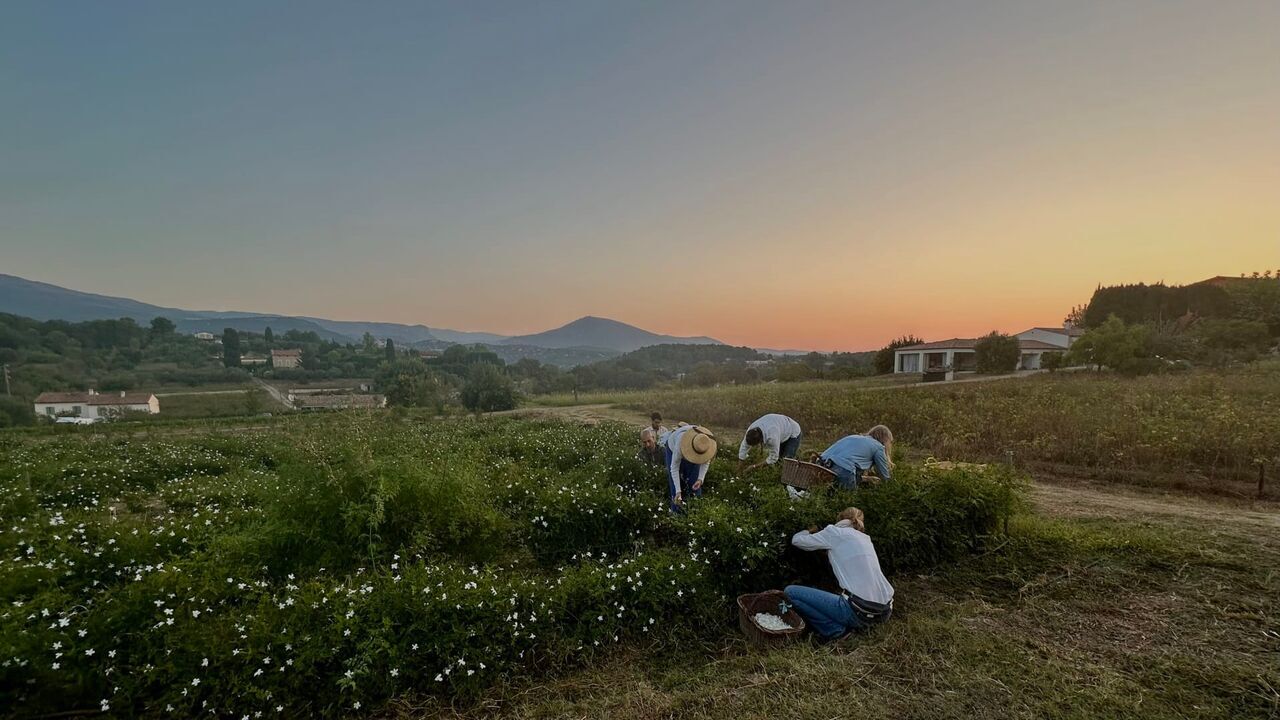 Vignette du programme télé Fleurs à parfum, retour en Grasse