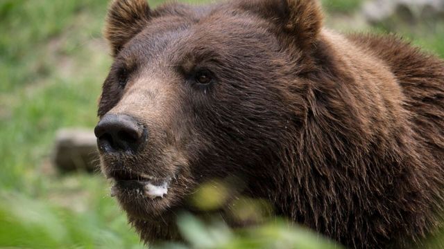 Vignette du programme télé Le zoo du Bronx - Saison 2