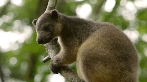 Vignette du programme télé La magie de l'Australie