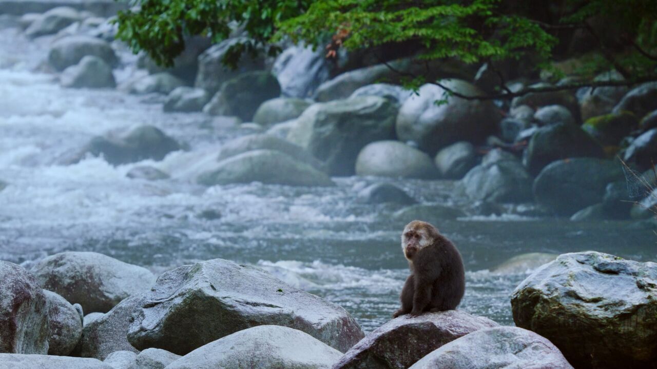 Vignette du programme télé Secrets sauvages de Chine