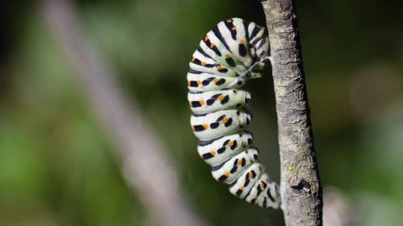 Vignette du programme télé Les papillons, ces super héros de la nature