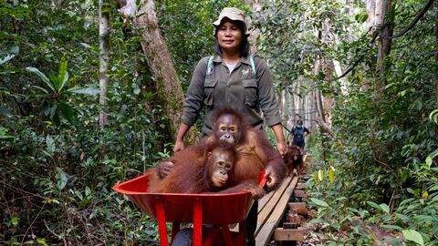 Vignette du programme télé Bornéo, l'école des orangs-outans