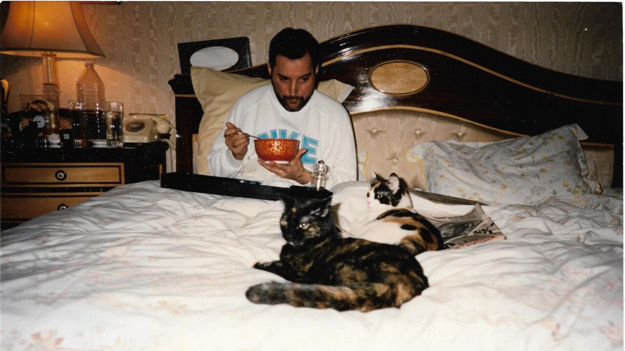 Vignette du programme télé Freddie Mercury, une vie en 10 photos