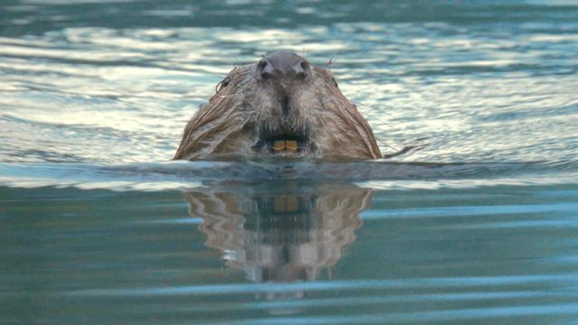 Vignette du programme télé Castor, la force de la nature