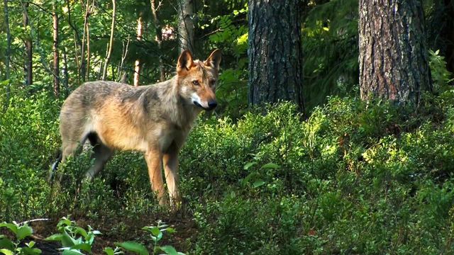 Vignette du programme télé L'Europe à la reconquête de la biodiversité