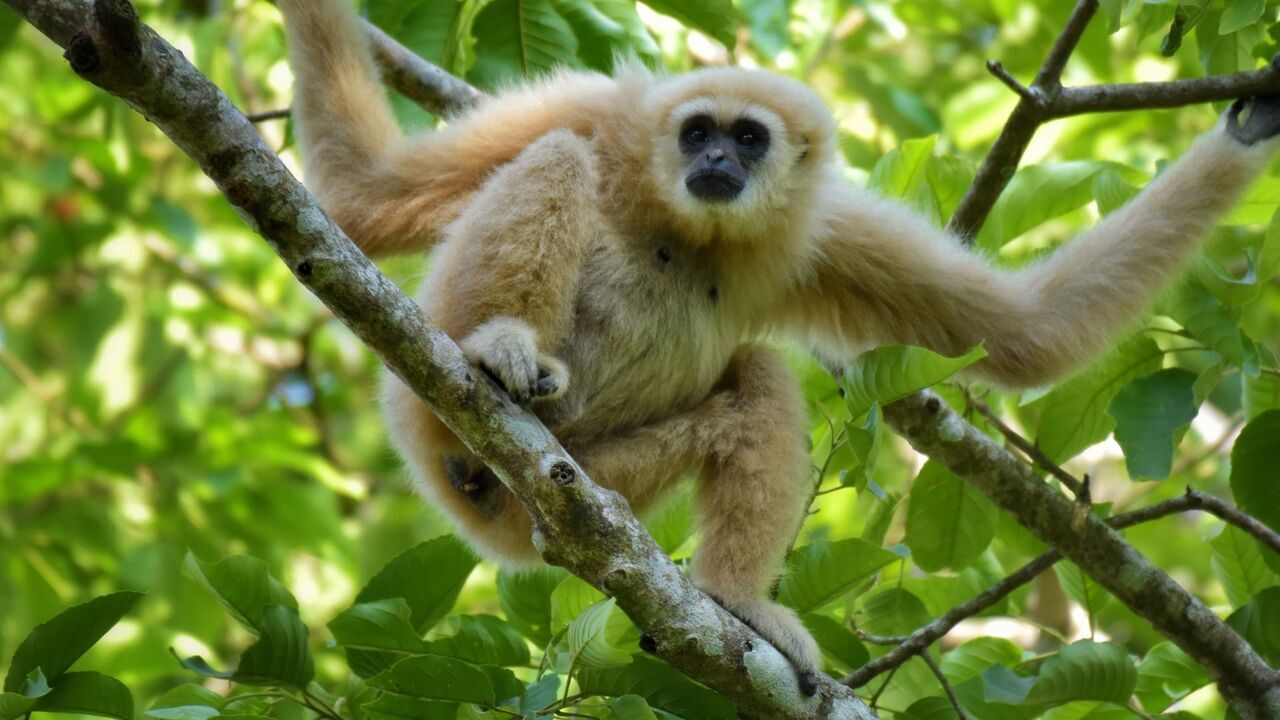 Vignette du programme télé Naissances extraordinaires au zoo