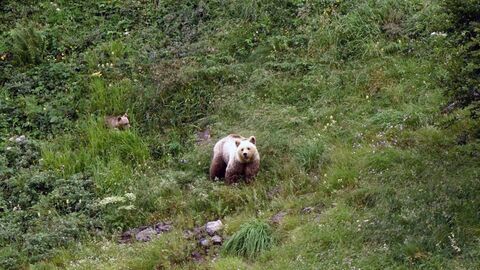 Vignette du programme télé Pyrénées - Vivre avec l'ours