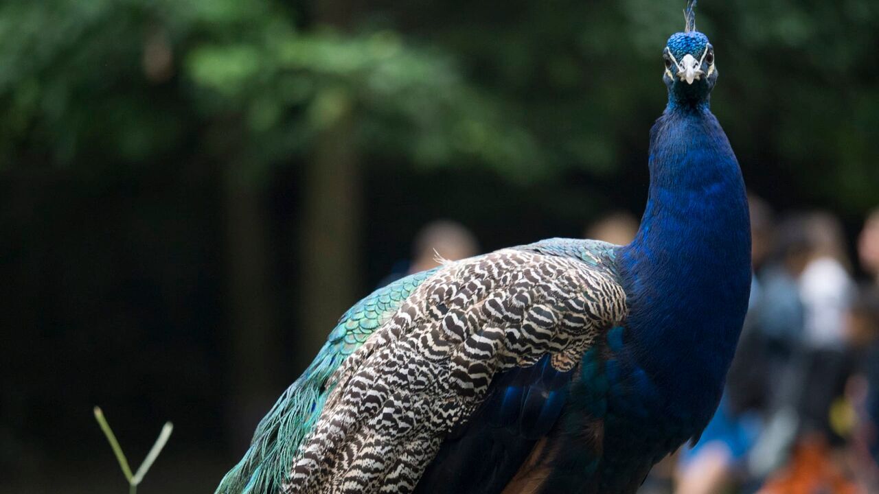 Vignette du programme télé Le zoo du Bronx