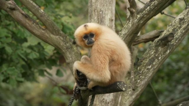 Vignette du programme télé Naissances extraordinaires au zoo - Saison 1