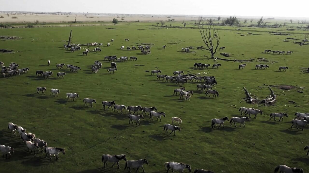 Vignette du programme télé L'Europe à la reconquête de la biodiversité
