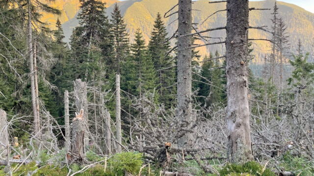 Vignette du programme télé Forêts primaires, le poumon vert de l'Europe