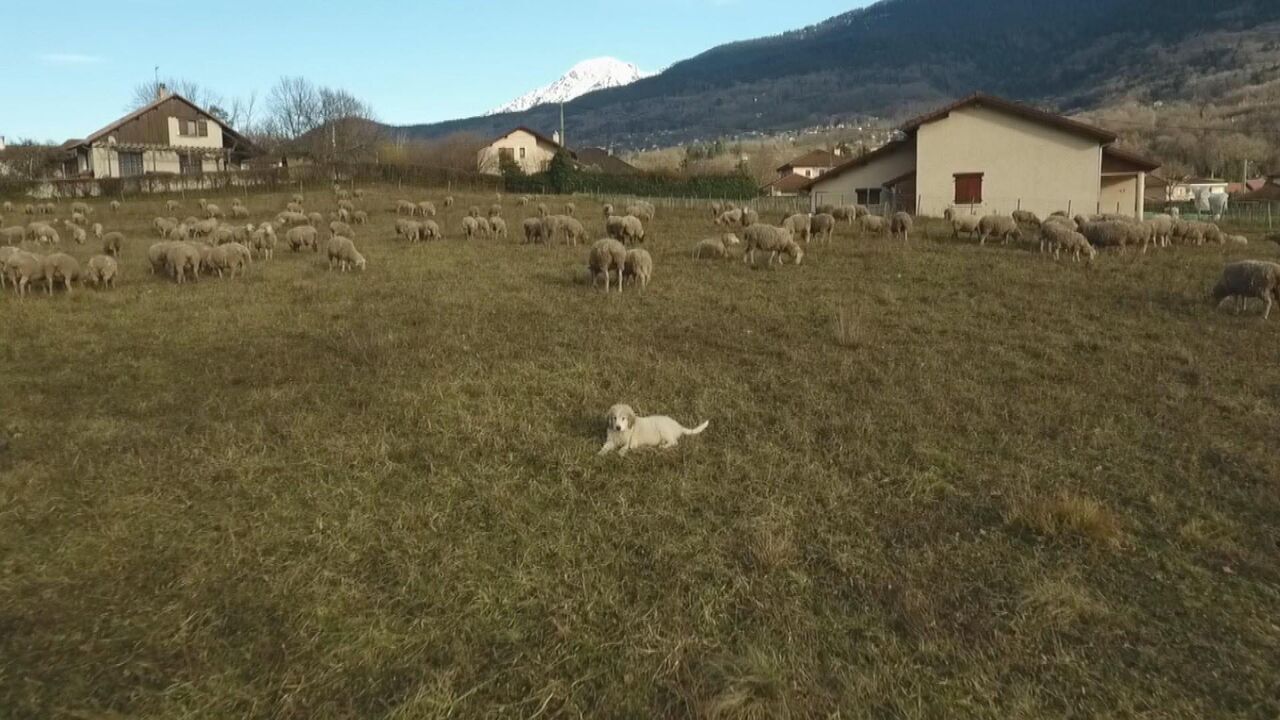 Vignette du programme télé Chiots & chatons, 3 mois pour devenir grand