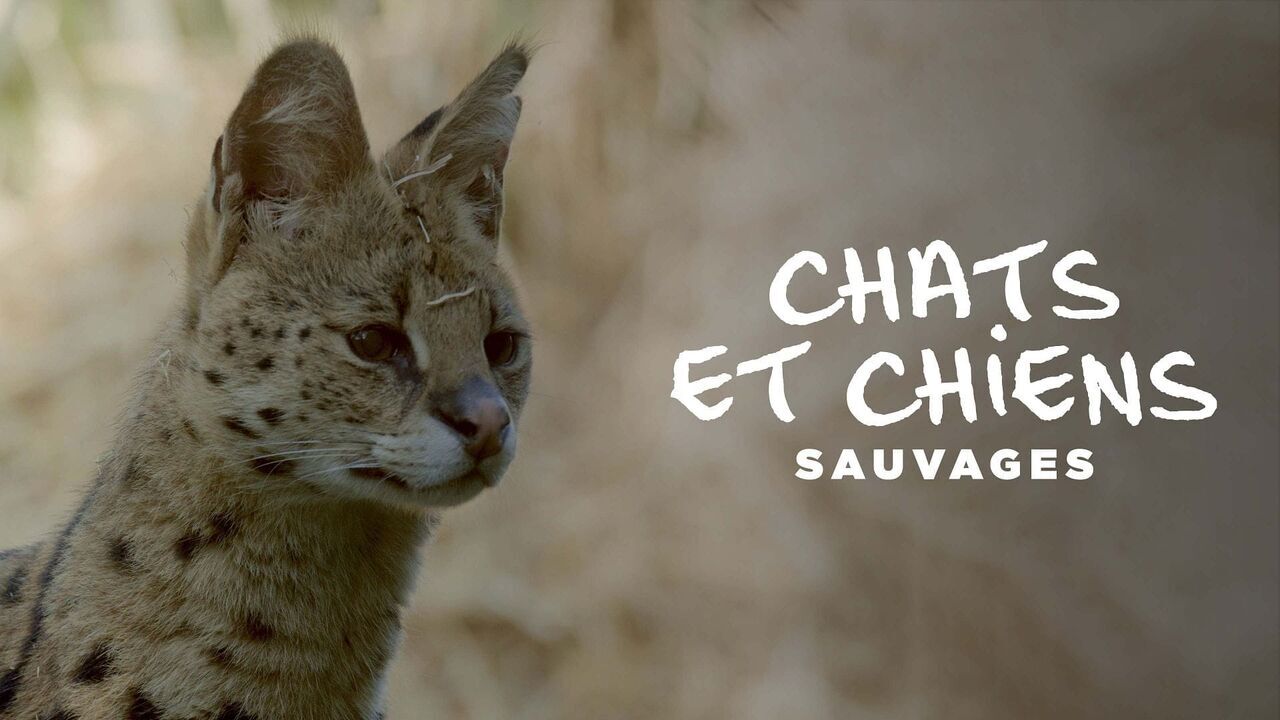 Vignette du programme télé Chats et chiens sauvages