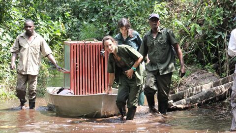 Vignette du programme télé Jane Goodall au secours des chimpanzés du Congo