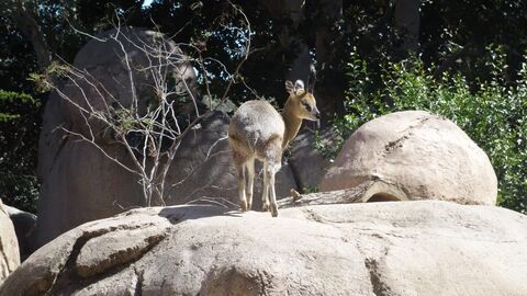 Vignette du programme télé Le zoo de San Diego