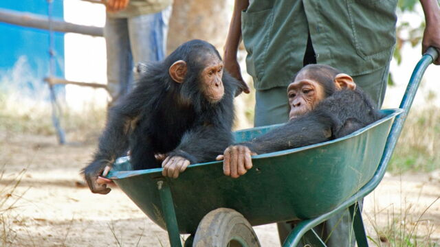 Vignette du programme télé Jane Goodall au secours des chimpanzés du Congo