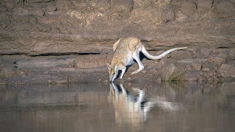 Vignette du programme télé Kimberley, le Grand Ouest sauvage australien