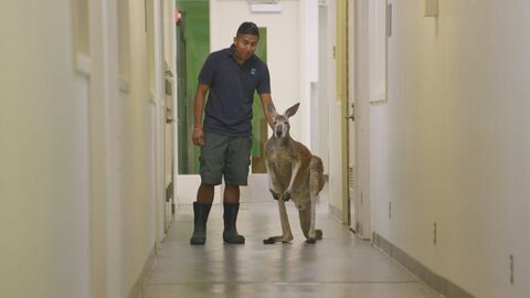 Vignette du programme télé Le zoo du Bronx