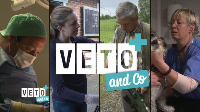 Vignette du programme télé Véto & Co