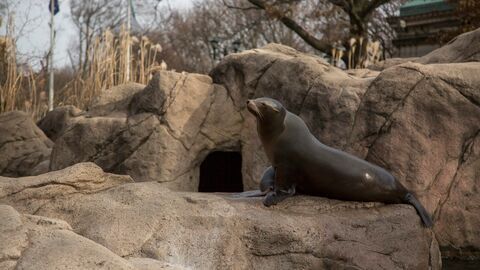 Vignette du programme télé Le zoo du Bronx
