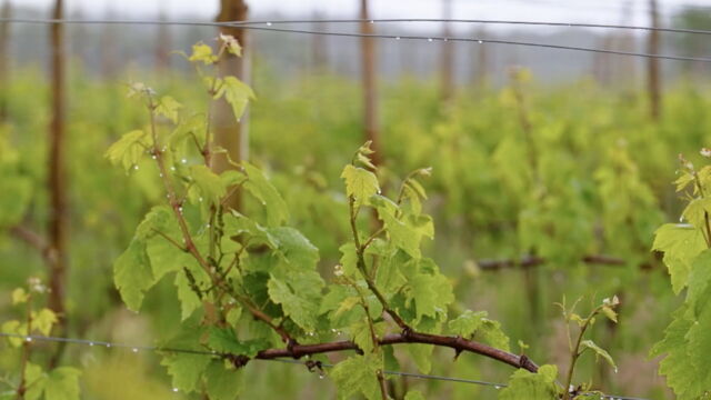 Vignette du programme télé Vins bretons, la nouvelle conquête de l'ouest