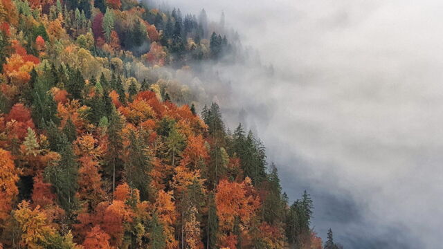 Vignette du programme télé Voyage au coeur de nos forêts