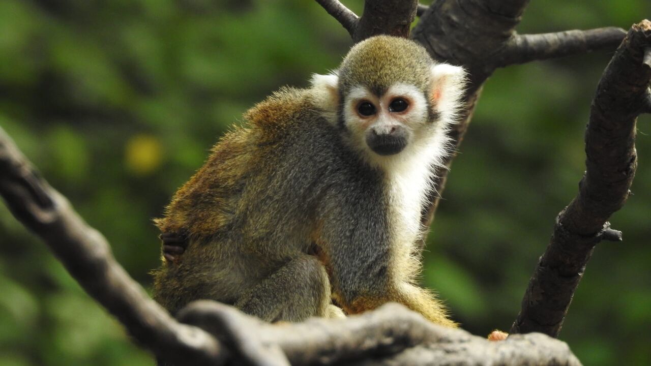 Vignette du programme télé Le zoo du Bronx