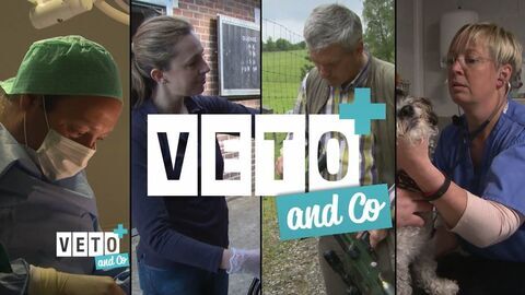 Vignette du programme télé Véto & Co