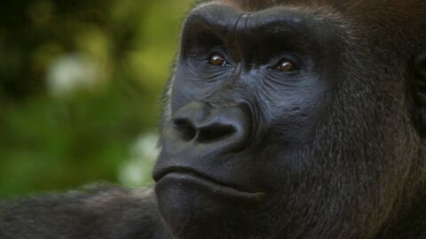 Vignette du programme télé Le zoo du Bronx