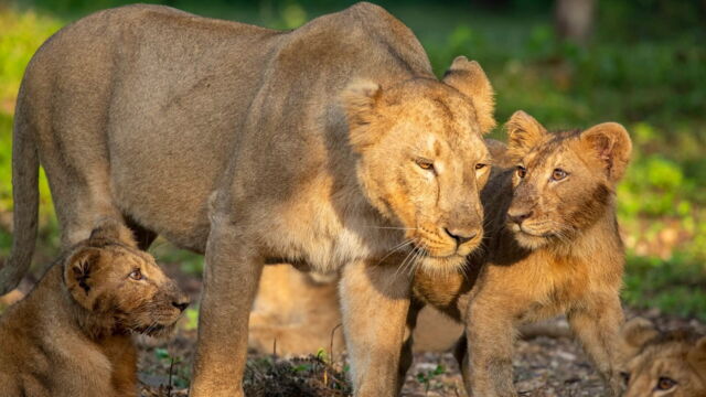 Vignette du programme télé Dynastie de lionnes : Les héritiers face au destin