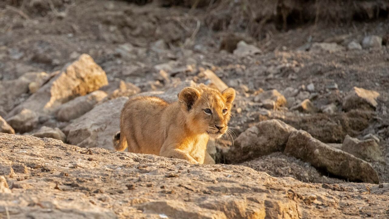 Vignette du programme télé Dynastie de lionnes : Les héritiers face au destin