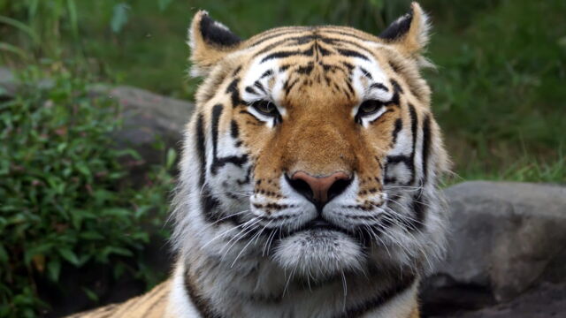 Vignette du programme télé Au coeur du zoo de New York