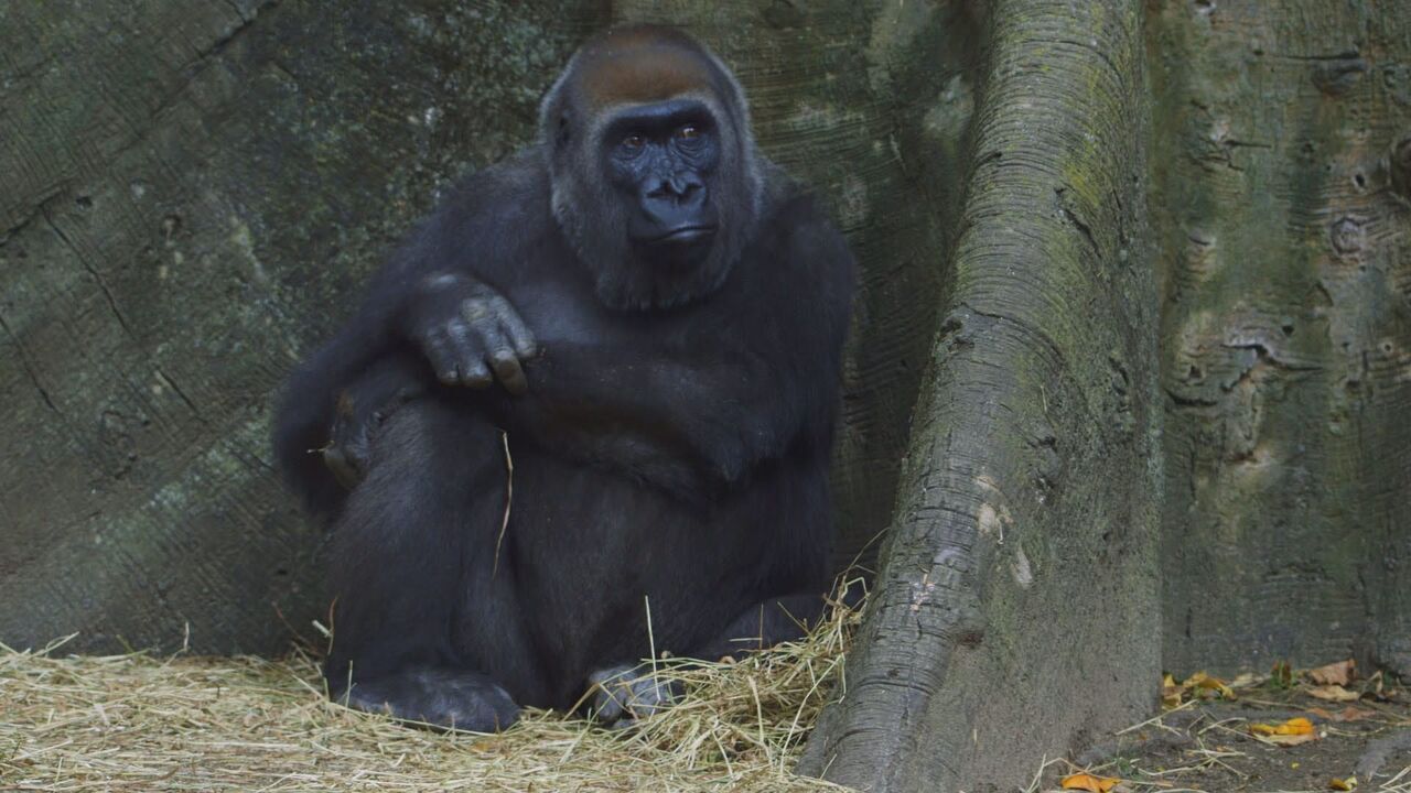Vignette du programme télé Le zoo du Bronx