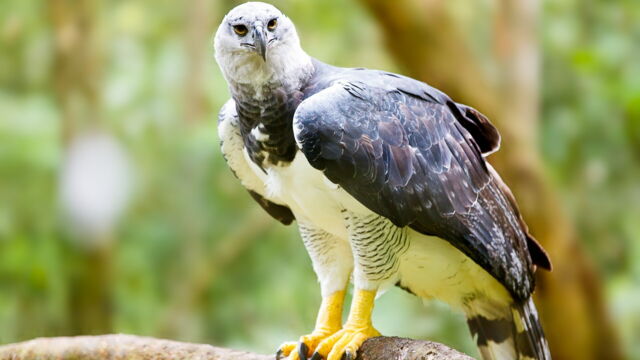 Vignette du programme télé Au coeur du zoo de New York