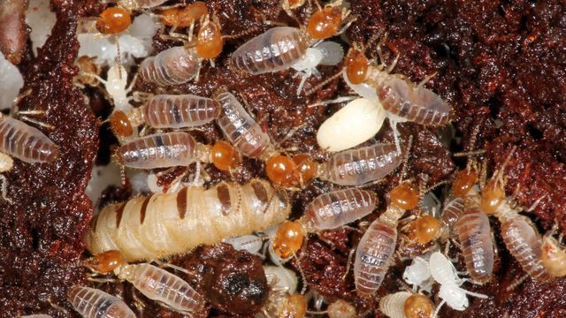 Vignette du programme télé L'univers grouillant des termites